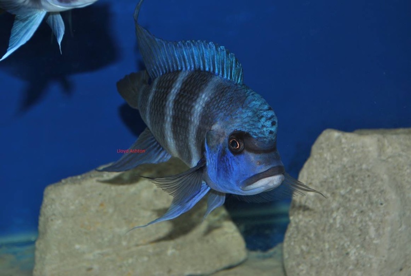 Cyphotilapia gibberosa 'Ikola'